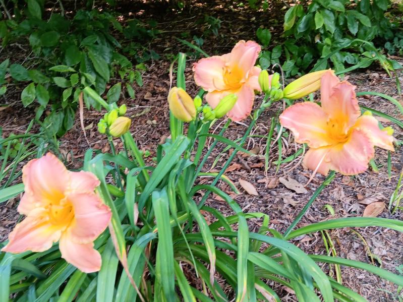 Garden photo